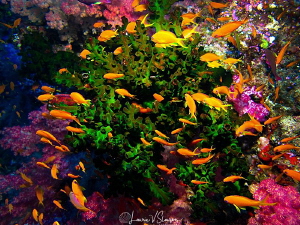 Anthias/Photographed at Wananavu, Fiji by Laurie Slawson 